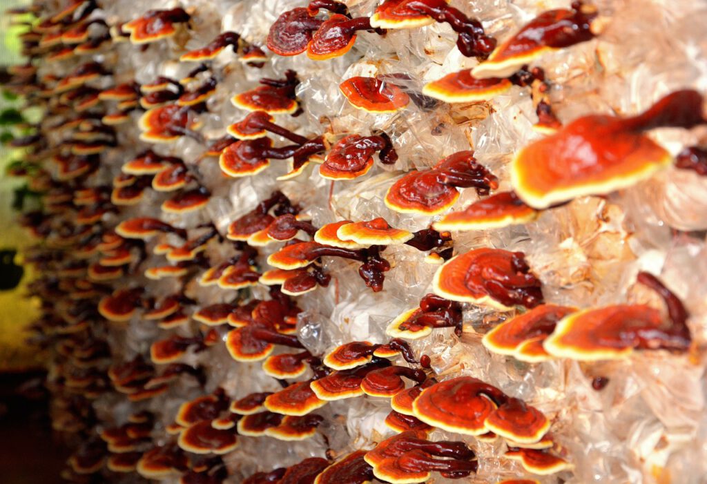 Autism and Red Reishi